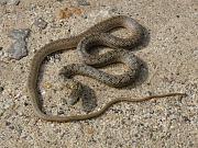 Dolichophis caspius