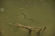 Natrix natrix