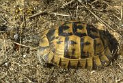 Testudo graeca