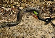 Natrix natrix