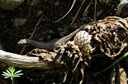 Podarcis muralis