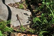 Podarcis muralis
