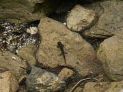 Salamandra salamandra
