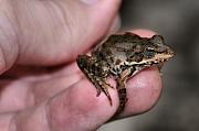 Pelophylax ridibundus