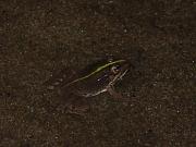 Pelophylax ridibundus