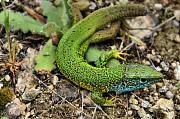 Lacerta viridis