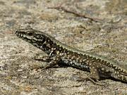 Podarcis muralis