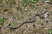 Vipera ammodytes