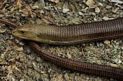 Pseudopus apodus