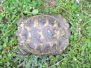 Testudo graeca