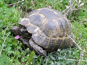 Testudo graeca