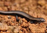 Ablepharus kitaibelii
