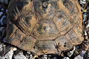 Testudo graeca