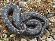 Vipera ammodytes