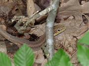 Lacerta viridis