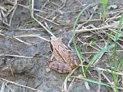 Rana dalmatina