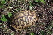 Testudo hermanni