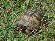 Testudo graeca