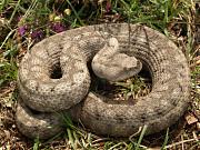 Vipera ammodytes