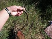 Natrix tessellata