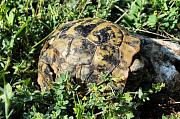 Testudo sp.