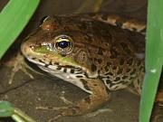 Pelophylax ridibundus