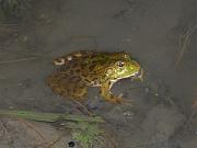 Pelophylax ridibundus