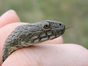 Natrix tessellata