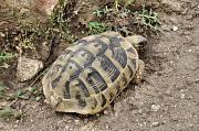 Testudo hermanni