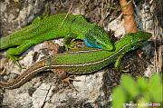 Lacerta viridis