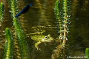 Pelophylax ridibundus