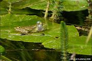 Pelophylax ridibundus