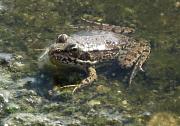 Pelophylax/Rana sp.