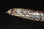 Pseudopus apodus