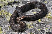 Vipera berus