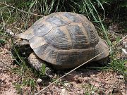 Testudo graeca