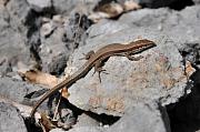 Podarcis muralis