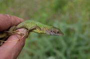 Lacerta viridis