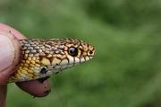 Dolichophis caspius