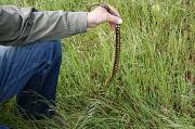 Natrix tessellata