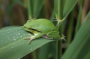 Hyla arborea