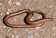 Anguis fragilis s.l.