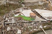 Lacerta viridis