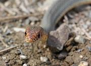 Dolichophis caspius