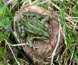 Pelophylax kl. esculentus