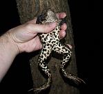 Pelophylax ridibundus