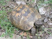 Testudo graeca