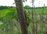 Hyla arborea