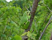 Hyla arborea