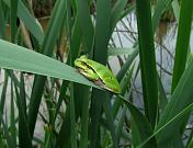 Hyla arborea